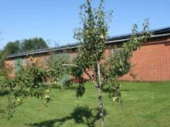 Winterbirne 'Gräfin Von Paris' / 'Comtesse De Paris' -Angebote Blumen Takt Store winterbirne graefin von paris comtesse de paris spaet m005056 w 0