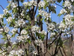 Winterbirne 'Gräfin Von Paris' / 'Comtesse De Paris' -Angebote Blumen Takt Store winterbirne graefin von paris comtesse de paris spaet m005056 w 1