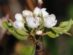 Winterbirne 'Gräfin Von Paris' / 'Comtesse De Paris' -Angebote Blumen Takt Store winterbirne graefin von paris comtesse de paris spaet m005056 w 5