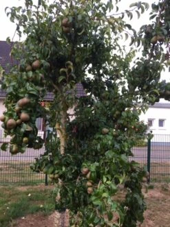 Winterbirne 'Liegelts Butterbirne' 11 Winterbirne 'Liegelts Butterbirne' -Angebote Blumen Takt Store winterbirne liegelts butterbirne m005064 102212 0