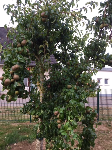 Winterbirne 'Liegelts Butterbirne' 7 Winterbirne 'Liegelts Butterbirne' – Bild 5