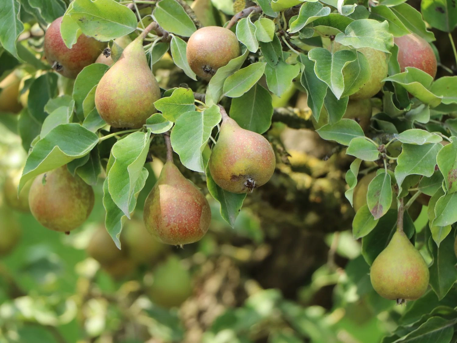 Winterbirne 'Liegelts Butterbirne' 3 Winterbirne 'Liegelts Butterbirne'