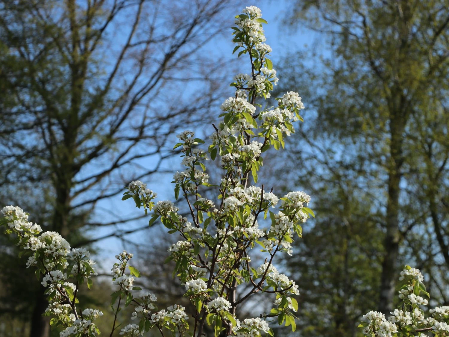 Winterbirne 'Liegelts Butterbirne' 4 Winterbirne 'Liegelts Butterbirne' – Bild 2