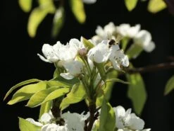 Winterbirne 'Liegelts Butterbirne' 9 Winterbirne 'Liegelts Butterbirne' -Angebote Blumen Takt Store winterbirne liegelts butterbirne m005064 w 1