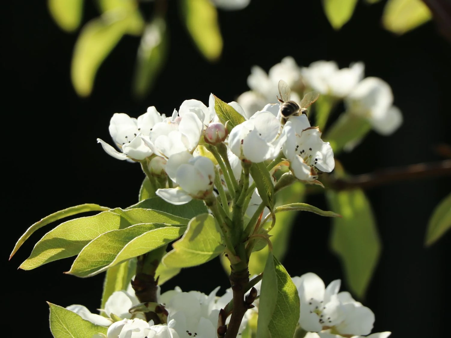 Winterbirne 'Liegelts Butterbirne' 5 Winterbirne 'Liegelts Butterbirne' – Bild 3