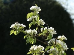 Winterbirne 'Liegelts Butterbirne' 10 Winterbirne 'Liegelts Butterbirne' -Angebote Blumen Takt Store winterbirne liegelts butterbirne m005064 w 2