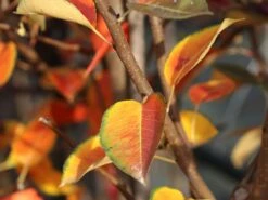 Winterbirne 'Novembra' ® / 'Nojabrskaja' -Angebote Blumen Takt Store winterbirne novembra nojabrskaja m045507 w 0