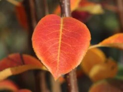 Winterbirne 'Novembra' ® / 'Nojabrskaja' -Angebote Blumen Takt Store winterbirne novembra nojabrskaja m045507 w 1