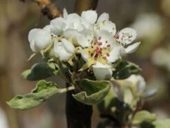 Winterbirne 'Novembra' ® / 'Nojabrskaja' -Angebote Blumen Takt Store winterbirne novembra nojabrskaja m045507 w 2