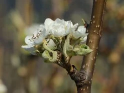 Winterbirne 'Novembra' ® / 'Nojabrskaja' -Angebote Blumen Takt Store winterbirne novembra nojabrskaja m045507 w 3