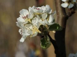 Winterbirne 'Novembra' ® / 'Nojabrskaja' -Angebote Blumen Takt Store winterbirne novembra nojabrskaja m045507 w 4