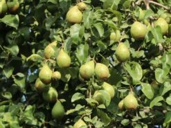 Winterbirne 'Novembra' ® / 'Nojabrskaja' -Angebote Blumen Takt Store winterbirne novembra nojabrskaja m045507 w 6