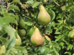 Winterbirne 'Vereinsdechantsbirne' -Angebote Blumen Takt Store winterbirne vereinsdechantsbirne m002608 w 0