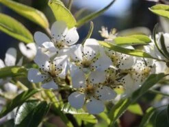 Winterbirne 'Vereinsdechantsbirne' -Angebote Blumen Takt Store winterbirne vereinsdechantsbirne m002608 w 2