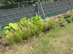 Zartes Federgras 'Ponytails' -Angebote Blumen Takt Store zartes federgras pony tails m054229 581034 0