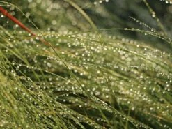 Zartes Federgras 'Ponytails' -Angebote Blumen Takt Store zartes federgras ponytails m054229 w 6