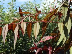 Zierpfirsich 'Rubira' -Angebote Blumen Takt Store zierpfirsich rubira m060823 w 0