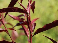 Zierpfirsich 'Rubira' -Angebote Blumen Takt Store zierpfirsich rubira m060823 w 1