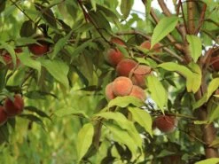 Zierpfirsich 'Rubira' -Angebote Blumen Takt Store zierpfirsich rubira m060823 w 3