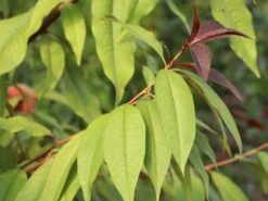 Zierpfirsich 'Rubira' -Angebote Blumen Takt Store zierpfirsich rubira m060823 w 6