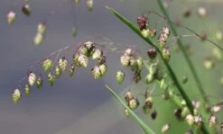 Zittergras -Angebote Blumen Takt Store zittergras m011224 w 0