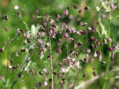 Zittergras -Angebote Blumen Takt Store zittergras m011224 w 2