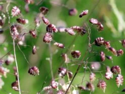 Zittergras -Angebote Blumen Takt Store zittergras m011224 w 3