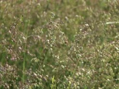 Zittergras -Angebote Blumen Takt Store zittergras m011224 w 5