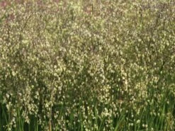 Zittergras -Angebote Blumen Takt Store zittergras m011224 w 6