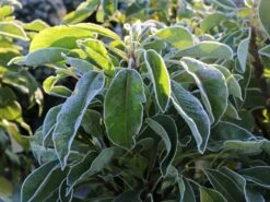 Zwerg-Birne 'Helenchen'