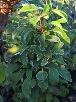 Zwerg-Birne 'Helenchen' -Angebote Blumen Takt Store zwerg birne helenchen m113913 w 0