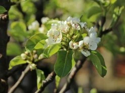 Zwerg-Birne 'Helenchen' -Angebote Blumen Takt Store zwerg birne helenchen m113913 w 2