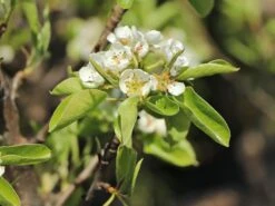 Zwerg-Birne 'Helenchen' -Angebote Blumen Takt Store zwerg birne helenchen m113913 w 3