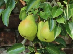 Zwerg-Birne 'Helenchen' -Angebote Blumen Takt Store zwerg birne helenchen m113913 w 4