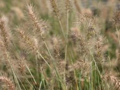 Zwerg-Federborstengras 'Little Bunny' -Angebote Blumen Takt Store zwerg federborstengras little bunny m010774 w 0