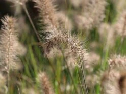 Zwerg-Federborstengras 'Little Bunny' -Angebote Blumen Takt Store zwerg federborstengras little bunny m010774 w 1