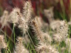 Zwerg-Federborstengras 'Little Bunny' -Angebote Blumen Takt Store zwerg federborstengras little bunny m010774 w 2