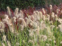 Zwerg-Federborstengras 'Little Bunny' -Angebote Blumen Takt Store zwerg federborstengras little bunny m010774 w 3