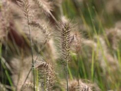 Zwerg-Federborstengras 'Little Bunny' -Angebote Blumen Takt Store zwerg federborstengras little bunny m010774 w 4