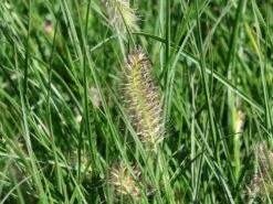 Zwerg-Federborstengras 'Little Bunny' -Angebote Blumen Takt Store zwerg federborstengras little bunny m010774 w 5