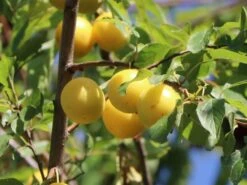 Zwerg-Mirabelle -Angebote Blumen Takt Store zwerg mirabelle m107217 w 0