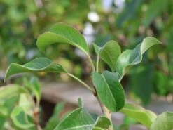 Zwergbirne 'Luisa' -Angebote Blumen Takt Store zwergbirne luisa m124491 w 0