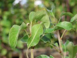 Zwergbirne 'Luisa' -Angebote Blumen Takt Store zwergbirne luisa m124491 w 1