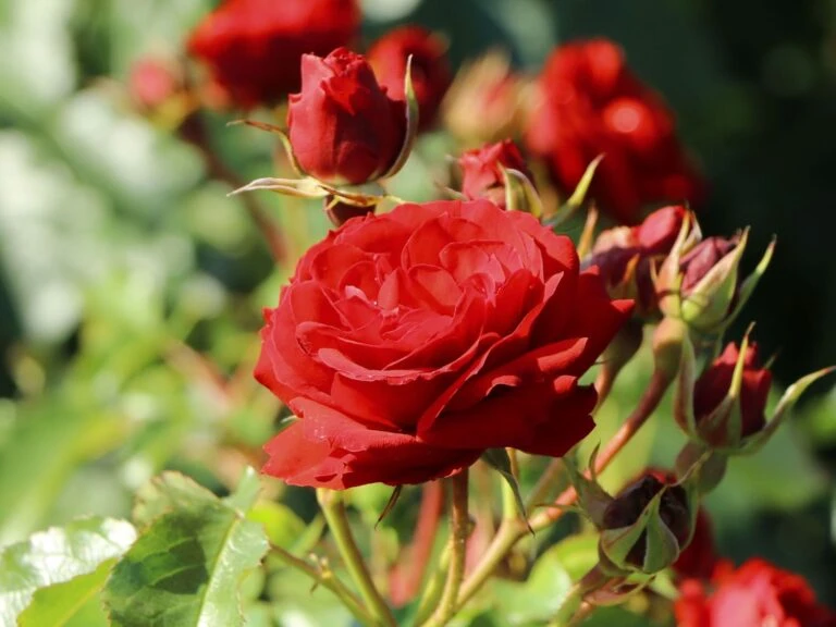 Angebote Blumen Takt Store -Angebote Blumen Takt Store 1